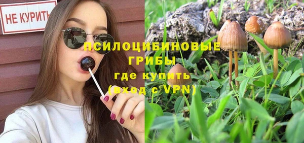 шишки Абаза