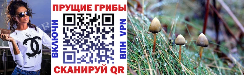 Галлюциногенные грибы GOLDEN TEACHER  omg маркетплейс  Хасавюрт 
